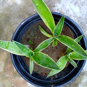 Dragon plant